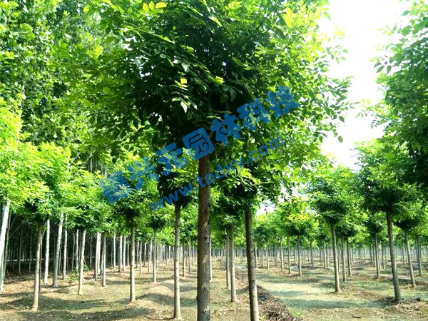 �c(di��n)���鿴Ԕ��(x��)��Ϣ��(bi��o)�}����Ϟ ��x�Δ�(sh��)��2119