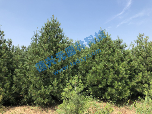 �c���鿴Ԕ����Ϣ���}����Ƥ�� ��x�Δ���2017