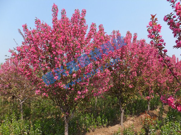 �c(di��n)���鿴Ԕ��(x��)��Ϣ��(bi��o)�}������ ��x�Δ�(sh��)��2112