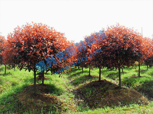 �c(di��n)���鿴Ԕ��(x��)��Ϣ��(bi��o)�}���t�~ʯ骘� ��x�Δ�(sh��)��2434