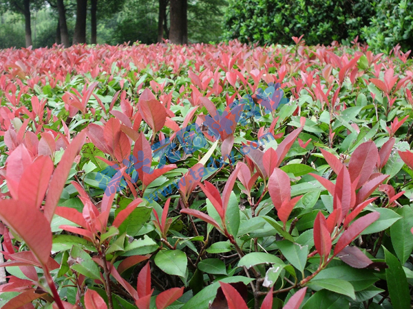 �c(di��n)���鿴Ԕ��(x��)��Ϣ��(bi��o)�}���t�~ʯ� ��x�Δ�(sh��)��2177